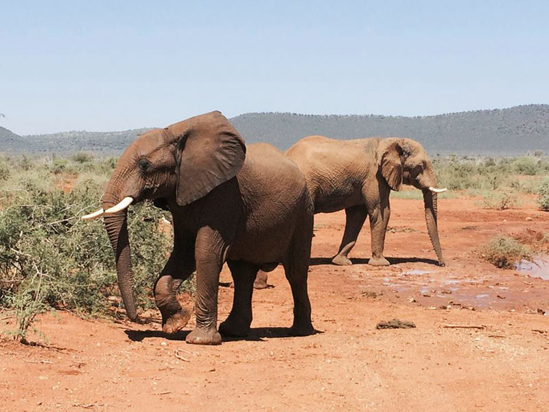 Madikwe Elephant Herd
