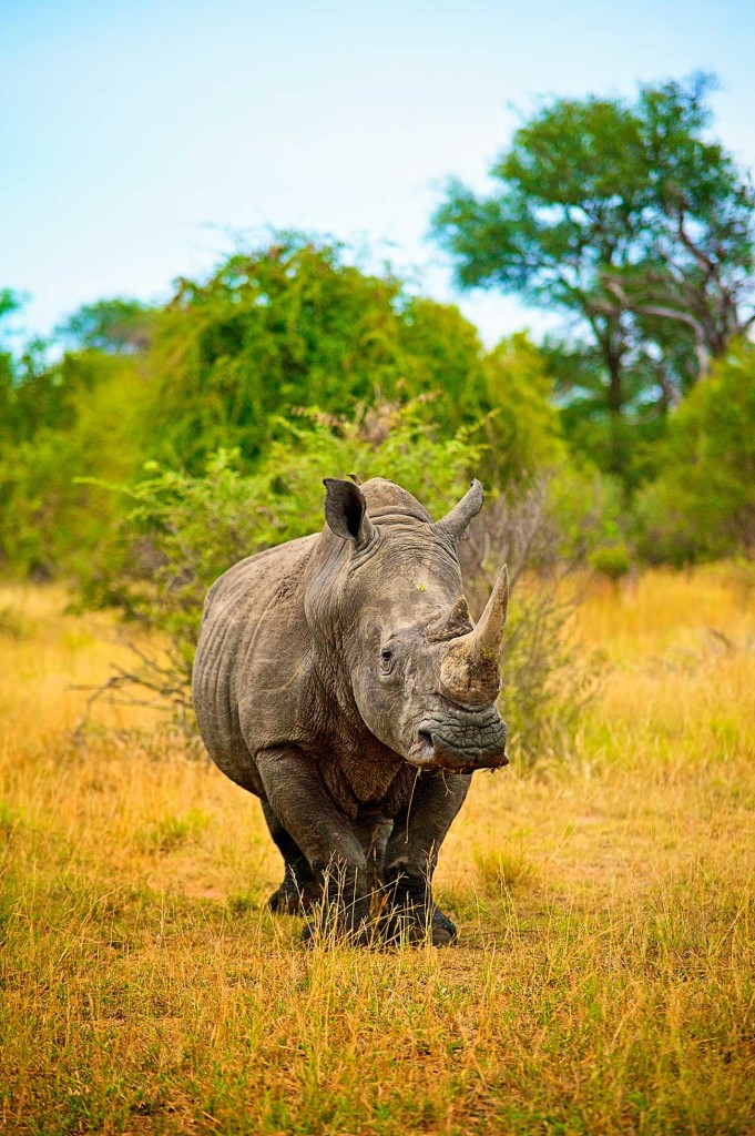 Portrait of a white rhino. © Shannon Wild