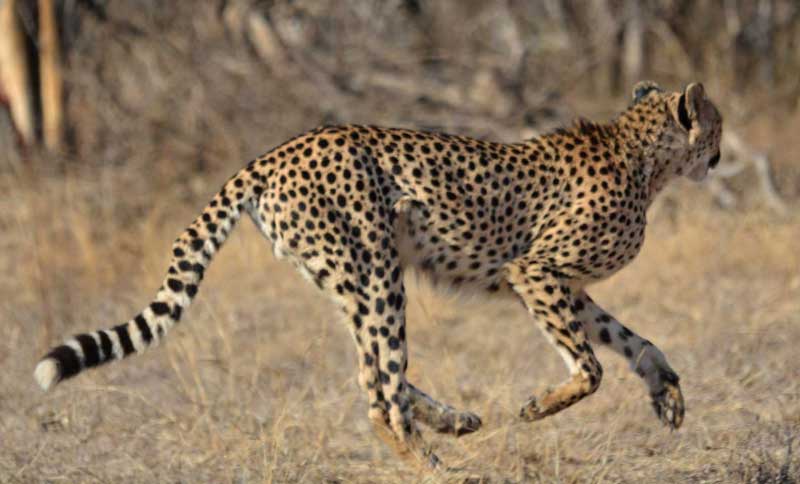 Cheetah on the Run
