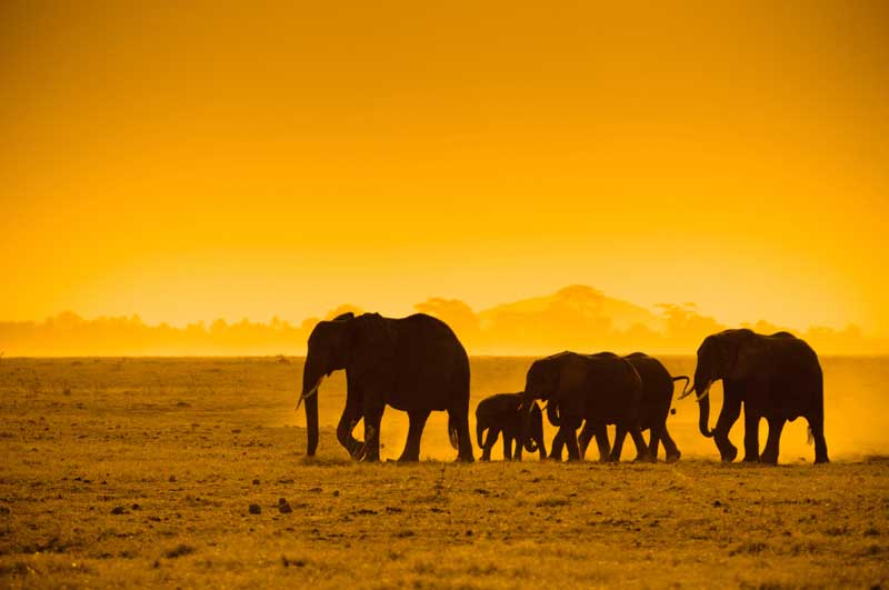 Elephants at Sunset  - Iconic Images of Africa