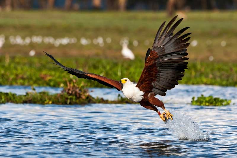 African Fish Eagle  - Iconic Images of Africa