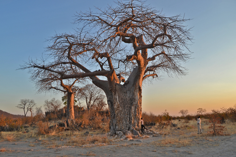 Ghoha Hills Baobab Sunset