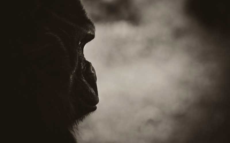 Gorilla Trekking  - Iconic Images of Africa
