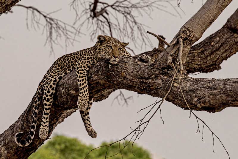 Leopard in Tree  - Iconic Images of Africa