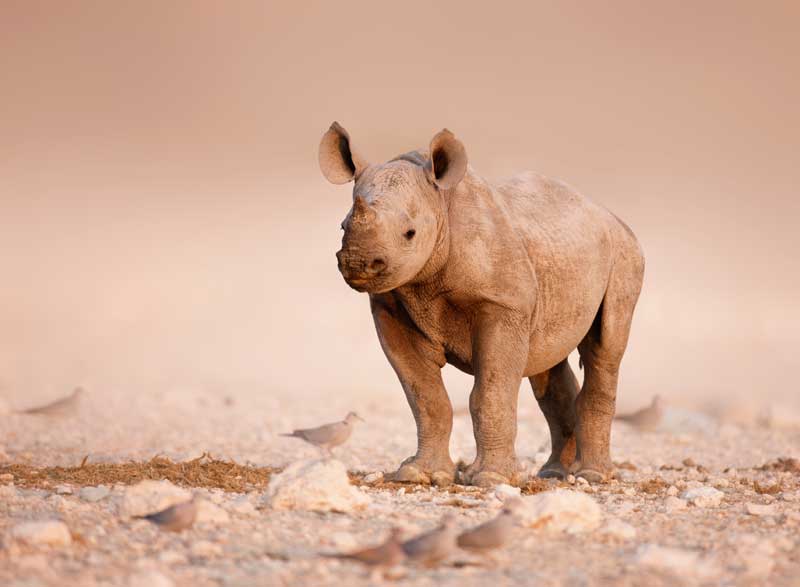 Rhino Calf  - Iconic Images of Africa