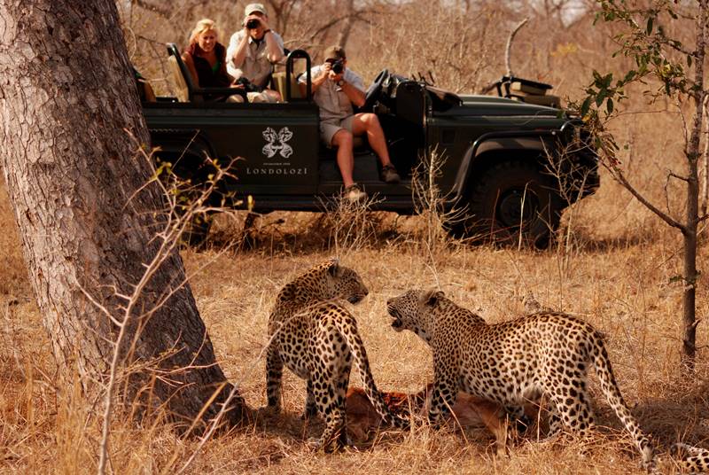 Sun-Safaris-Review-5-Londolozi-is-a-perfect-safari