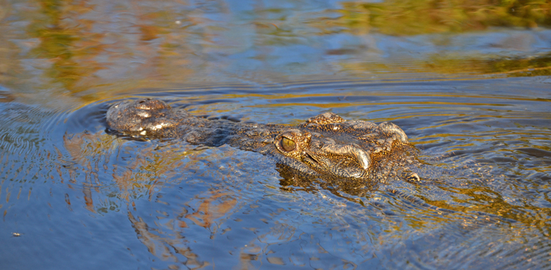 Crocodile in the Delta Waters