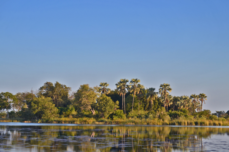 Palm Trees Line the Okavango Delta
