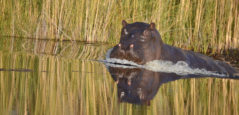 Hippo in the Delta