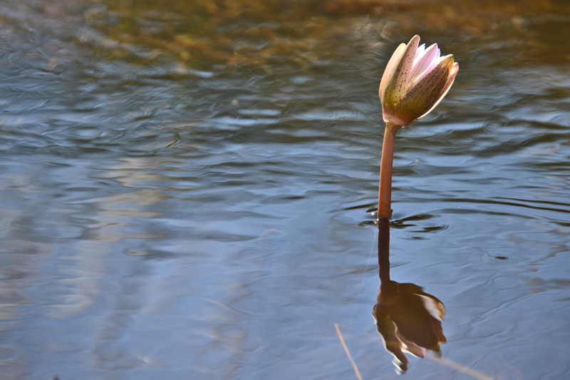Lone Water Lily Floating in the Okavango Delta