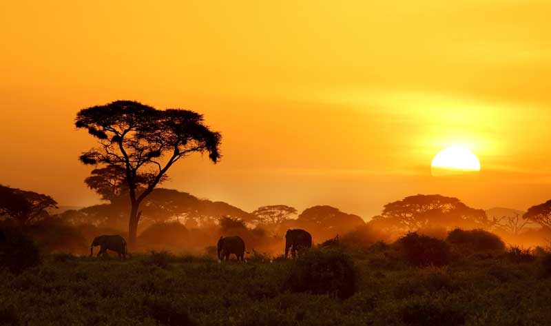 Elephants in Sunsets  - Iconic Images of Africa