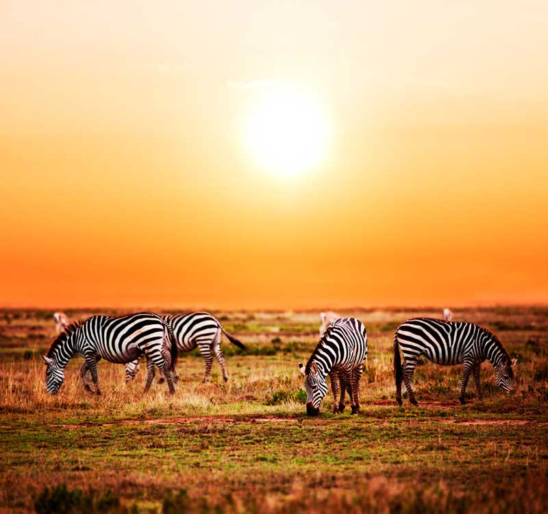 Zebras Sunset Africa - Iconic Images of Africa
