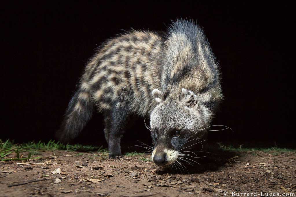 An African civet captured on camera trap in South Luangwa, Zambia