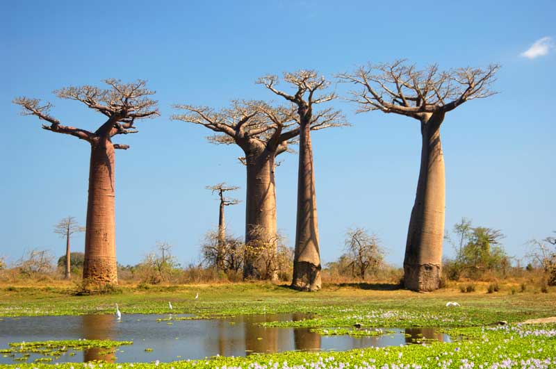 Baobabs in Africa  - Iconic Images of Africa