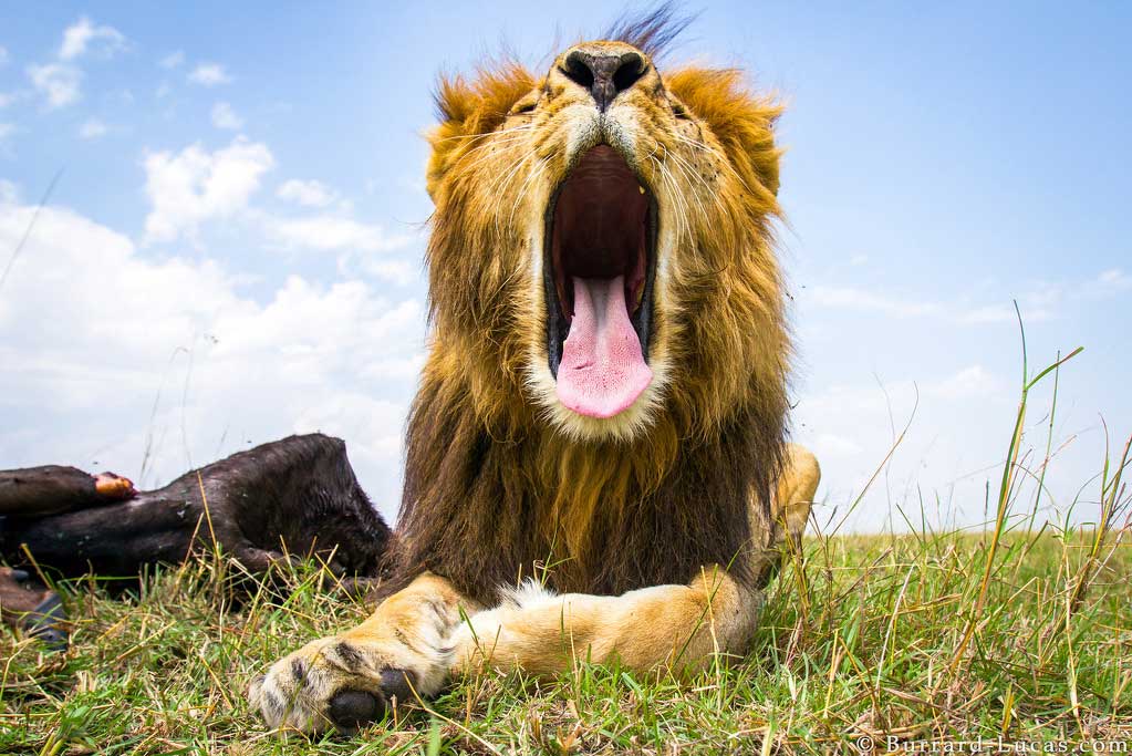 A male lion yawns widely for the Beetle Cam in Masai Mara, Kenya