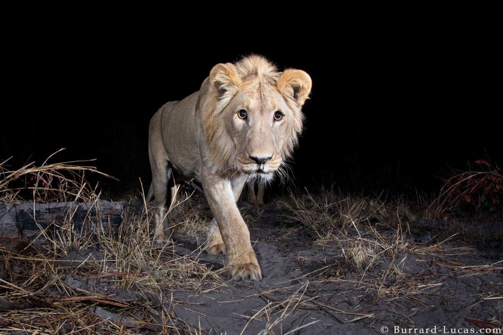 A male lion captured on Camtraptions PIR motion sensor for World Wildlife Fund in Namibia's Zambezi Region