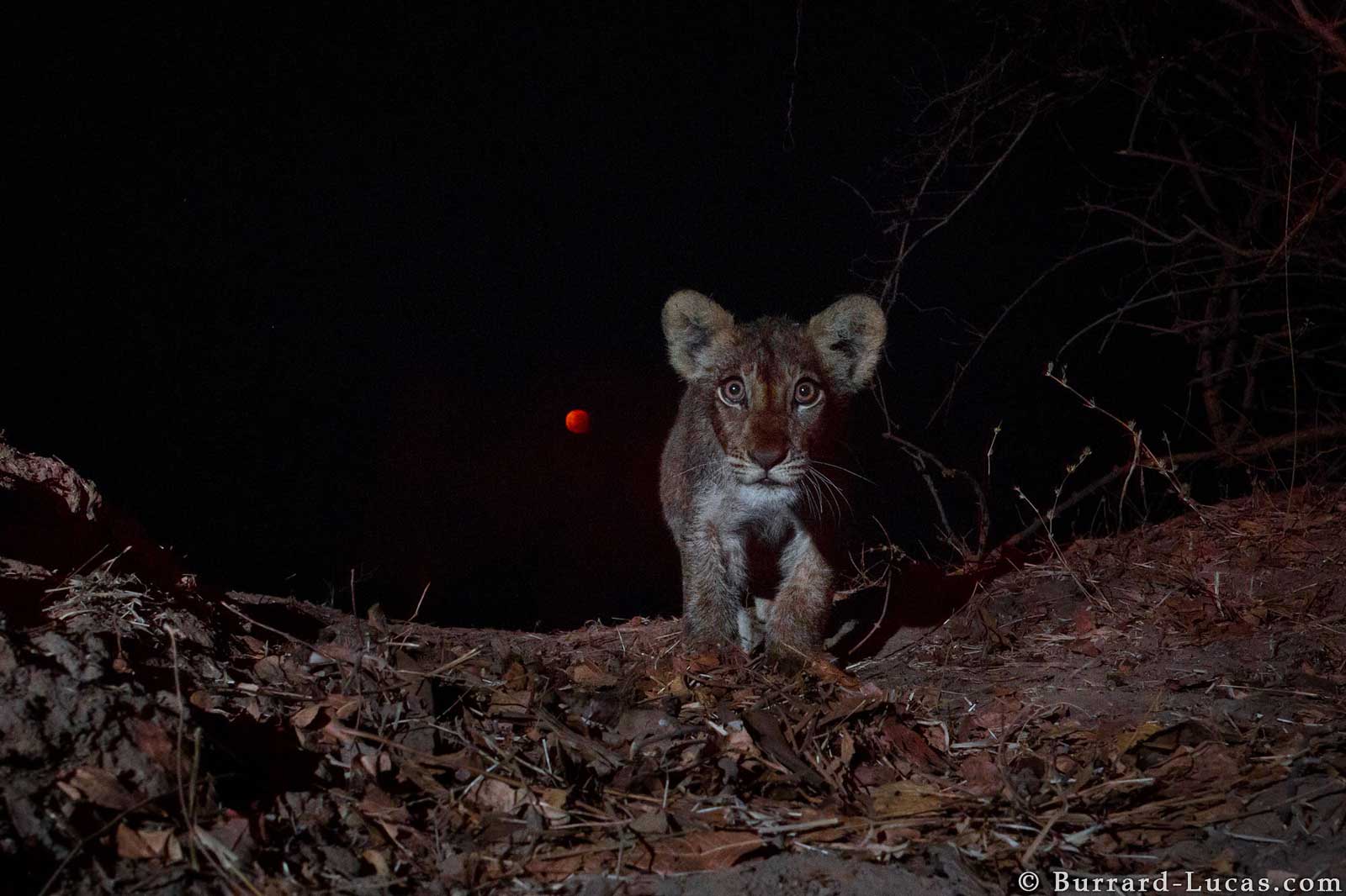 A lion cub photographed by Beetle Cam in front of the super moon eclipse