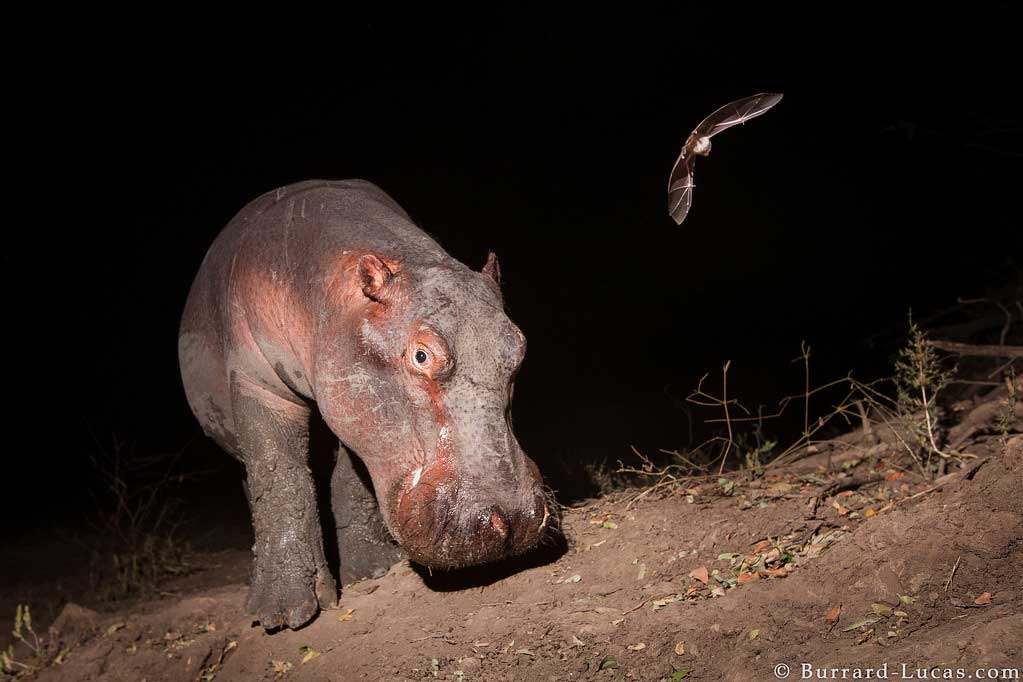A miraculous camera trap capture of a hippo and a bat in South Luangwa National Park in Zambia