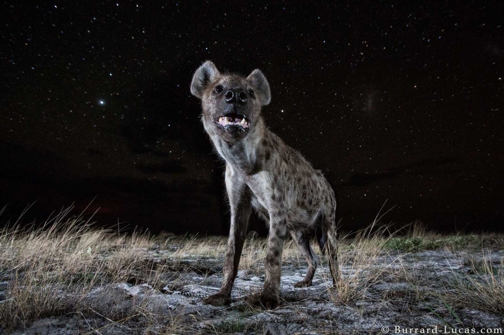 A spotted hyena under the stars, photographed by Beetle Cam in Liuwa Plain, Zambia