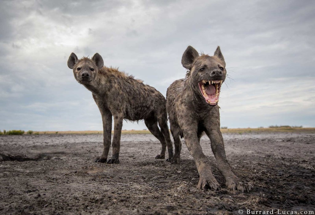 A muddy spotted hyena yawns for the Beetle Cam in Liuwa Plain, Zambia