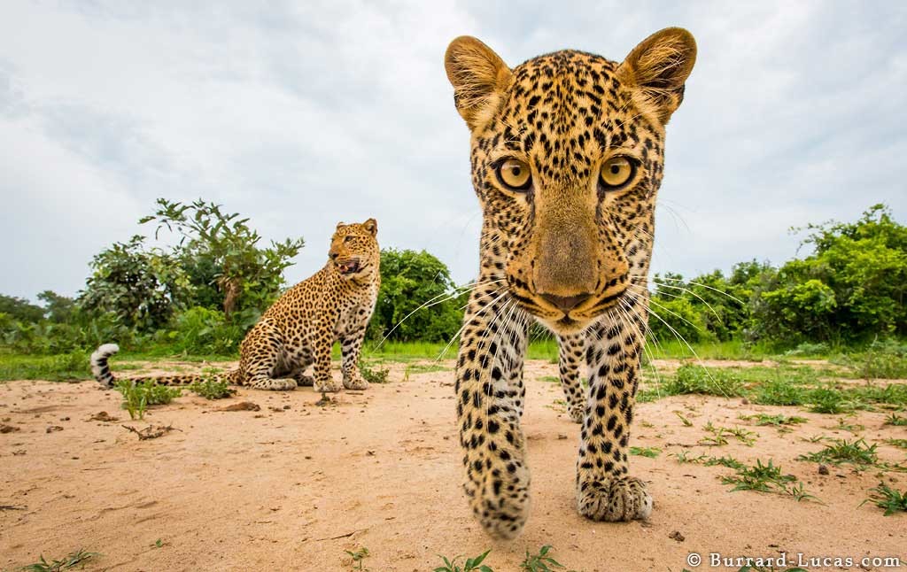 Two leopards photographed by Beetle Cam in South Luangwa, Zambia
