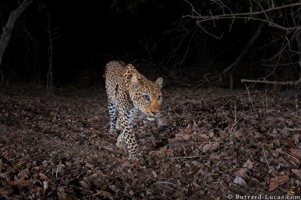 A leopard captured on camera trap at night