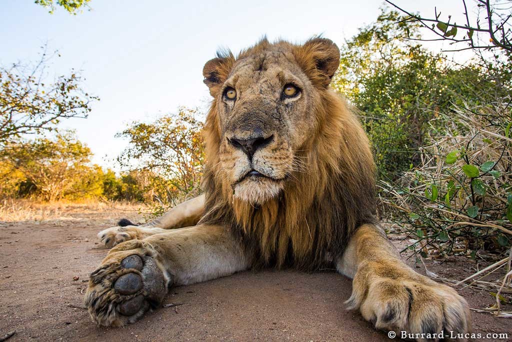 A Zambian male lion getting a close up with the Beetle Cam