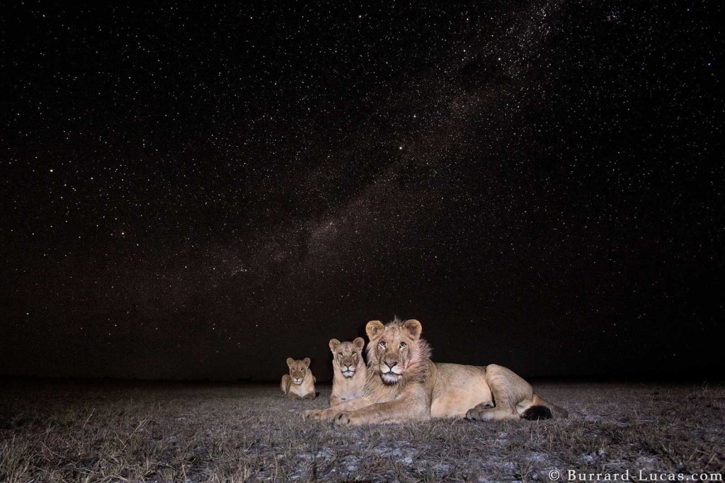 Lions under the Milky Way in Liuwa Plain, Zambia. Photographed by Beetle Cam.