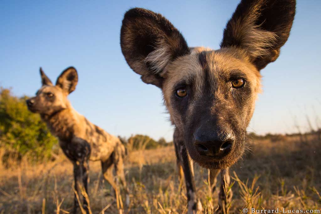 African wild dogs investigate the Beetle Cam in Hwange National Park, Zimbabwe