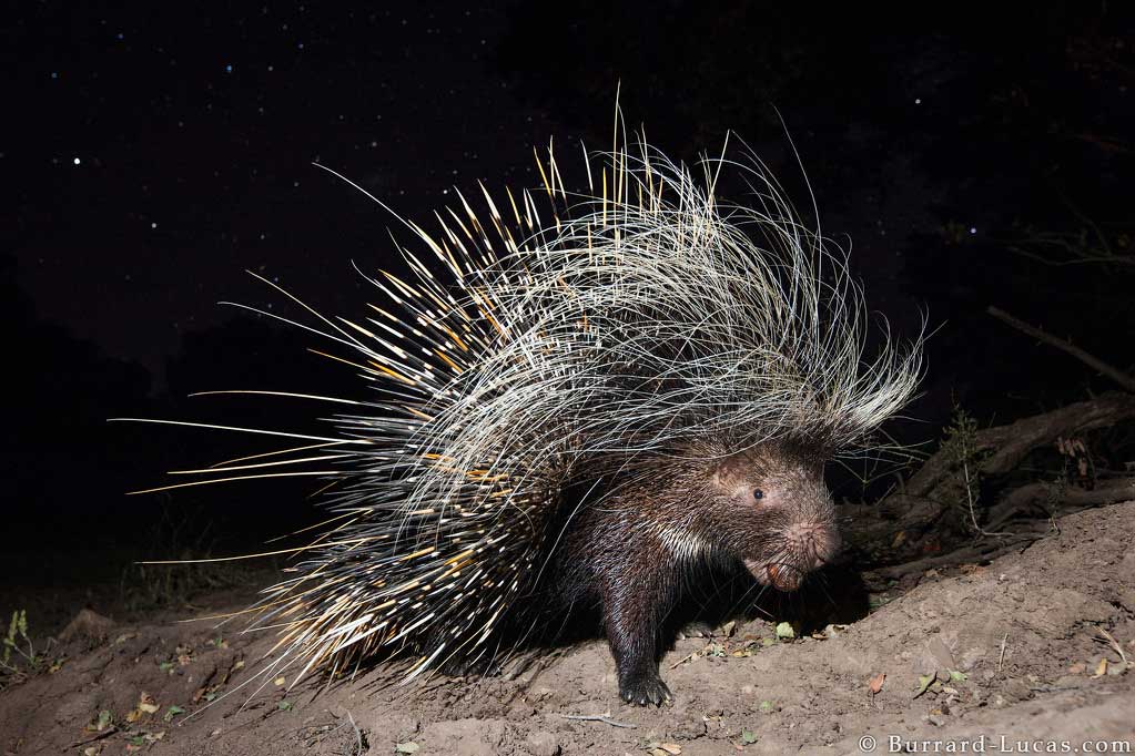 A porcupine captured on camera trap carrying a palm nut in South Luangwa, Zambia