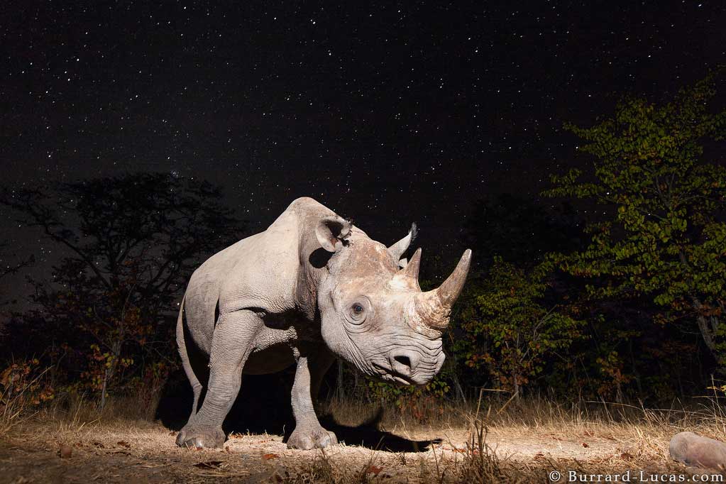 A critically endangered black rhino captured on Camtraptions PIR motion sensor camera trap