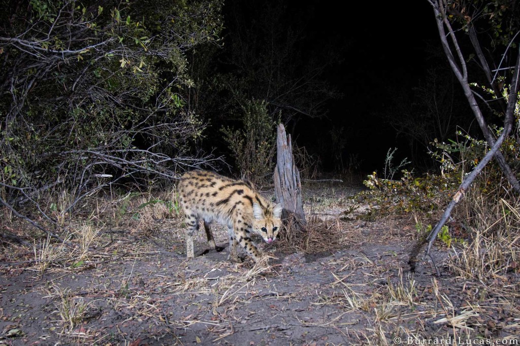 Serval photographed with camera trap in the Zambezi Region of Namibia for World Willdlife Fund