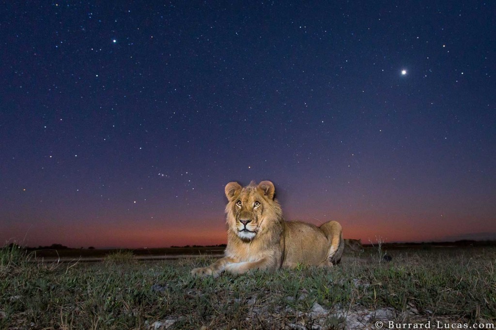 Lion photographed by Beetle Cam at Twilight in Liuwa Plain, Zambia