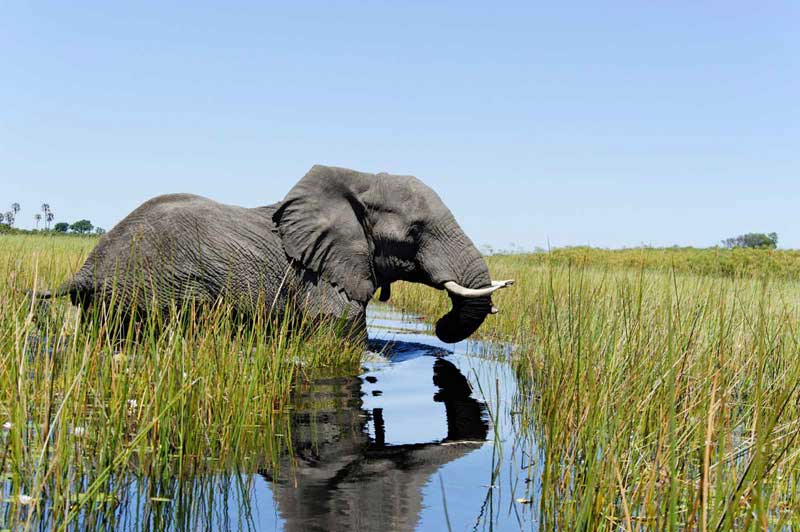 Afrika Ecco Okavango Delta
