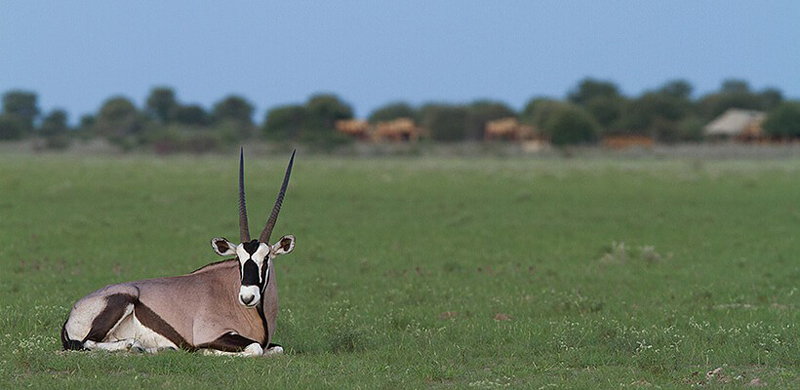 Oryx Kalahari Plains