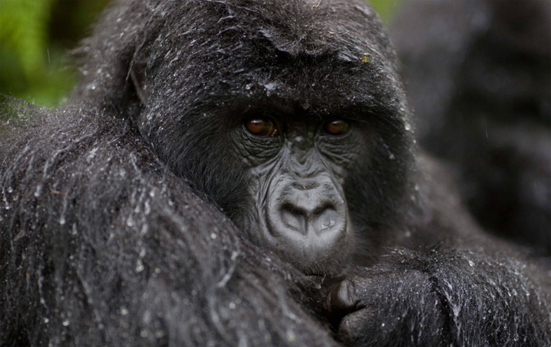 Bwindi Lodge Gorilla Trekking