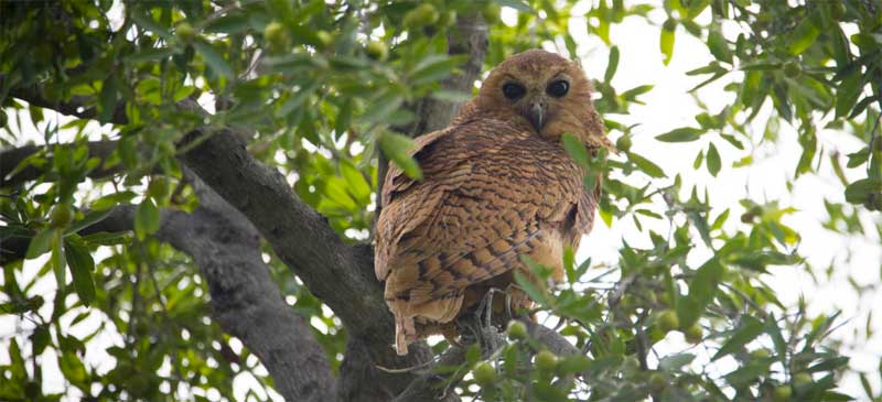 Pel's Fishing Owl - Image by Chloe Cooper