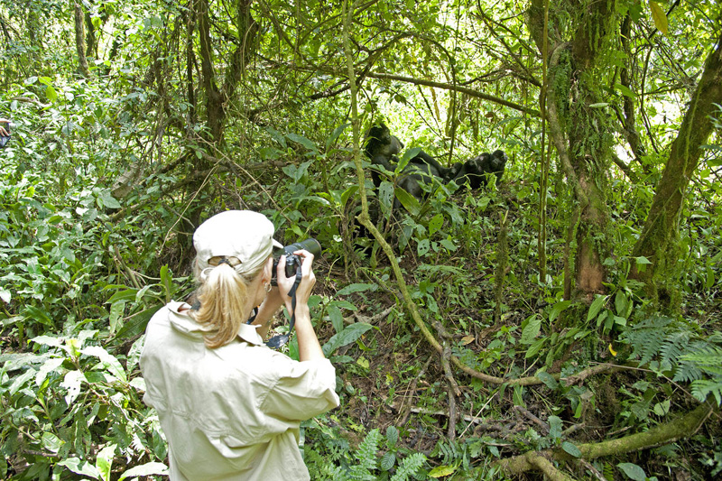 Sanctuary Gorilla Forest Camp Trekking