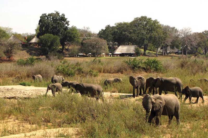 Mala Mala Elephants