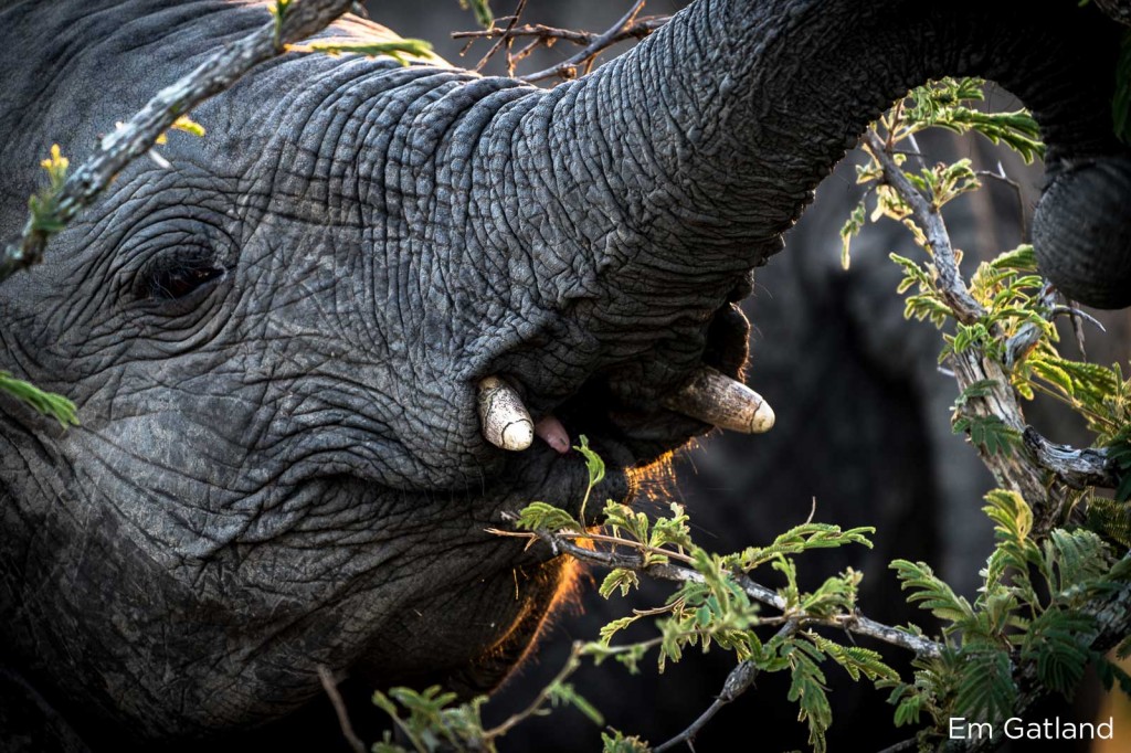 Elephants translocated to Nkhotakota for "500 Elephants" by African Parks