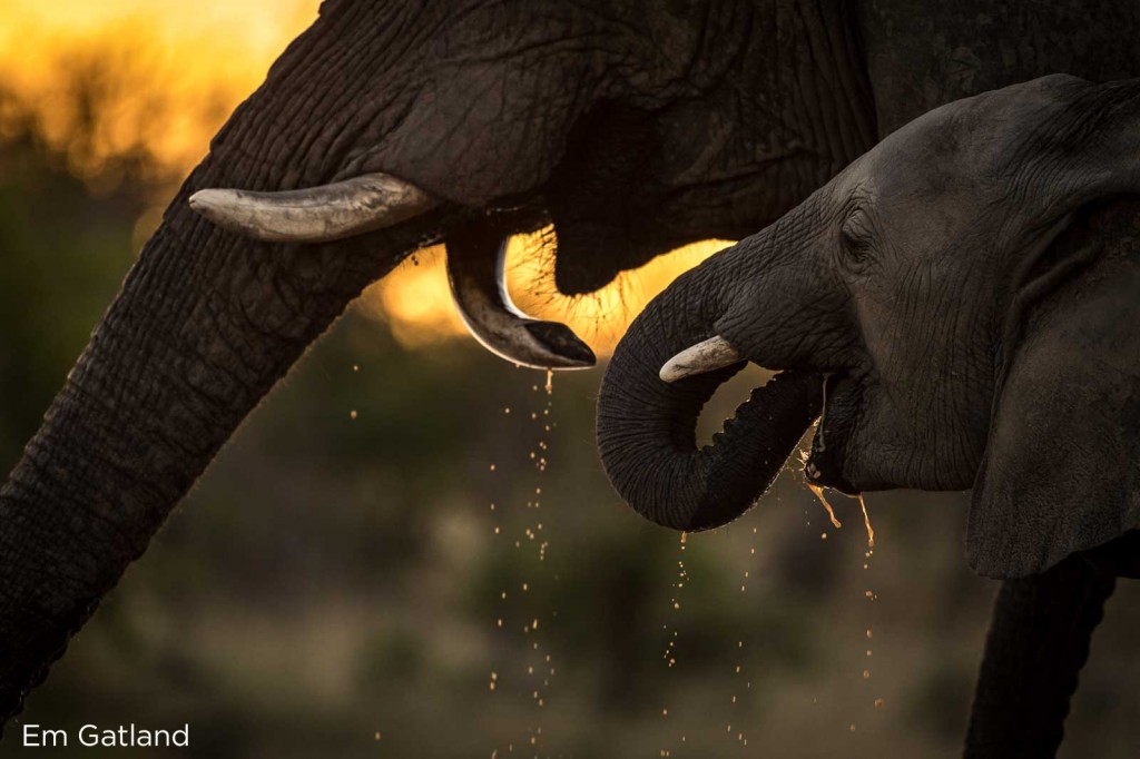 Elephants translocated to Nkhotakota for "500 Elephants" by African Parks