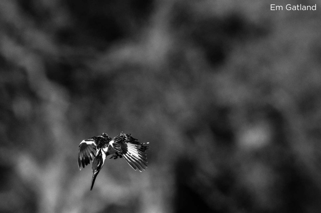 Pied kingfisher - Selinda
