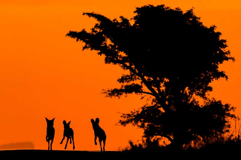 Africa Wild Dogs Sunset