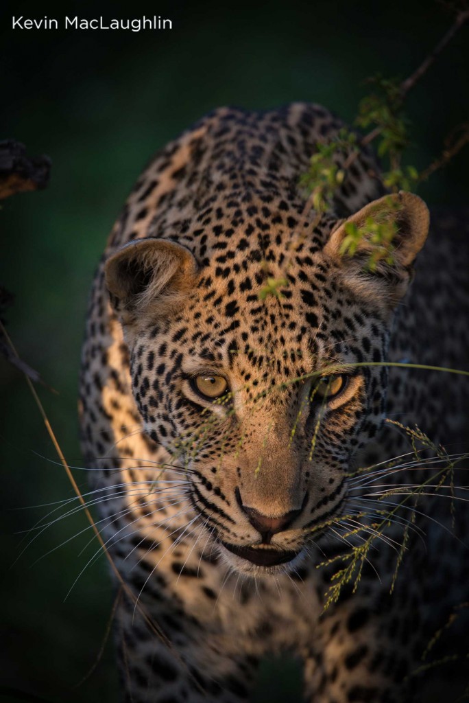 Golden-eyed leopard