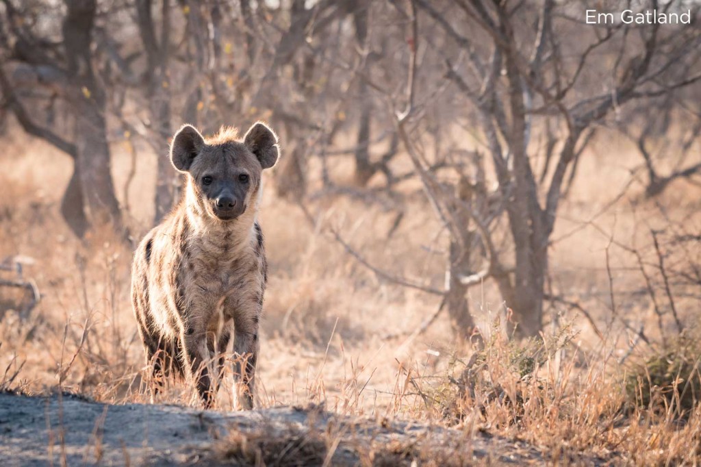 Hyena in the winter bush