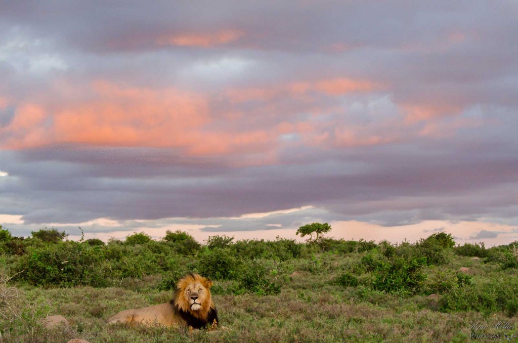 Lion at Kwandwe Game Reserve