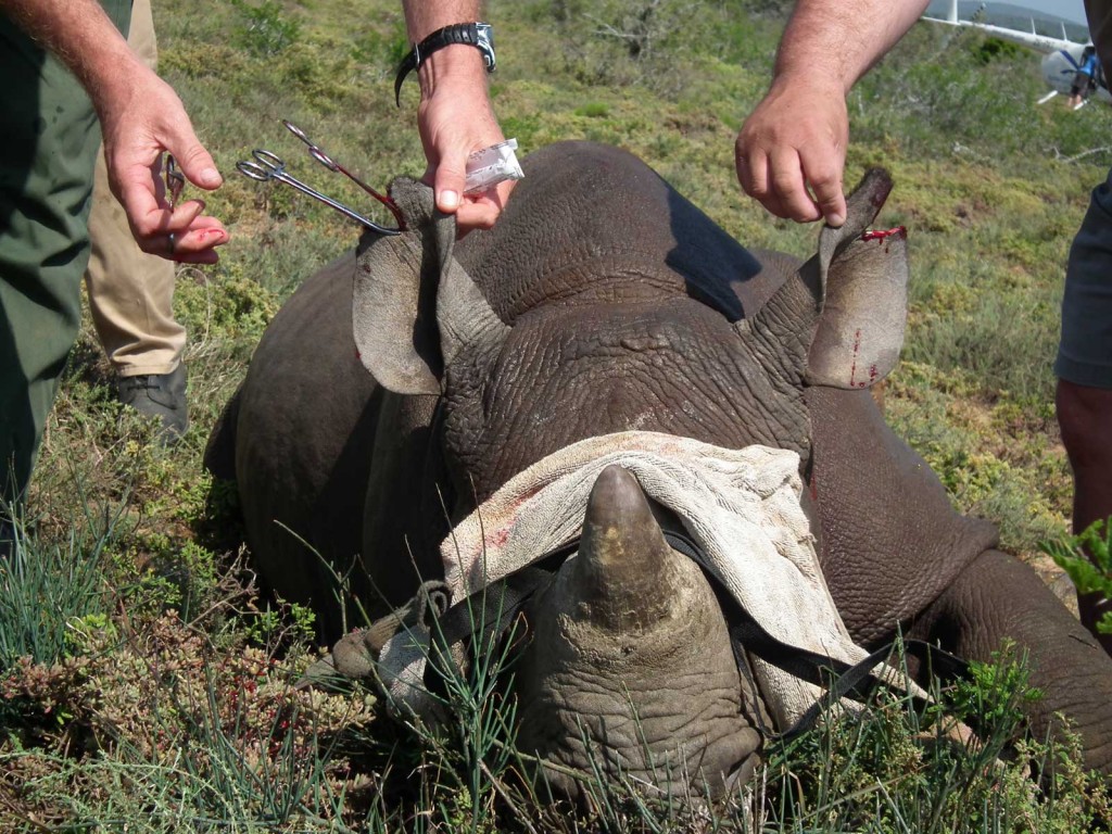 Rhino darting at Kwandwe
