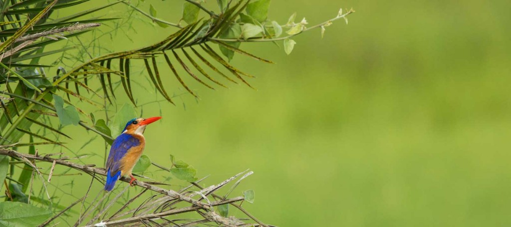 Duba Expedition Camp malachite kingfisher