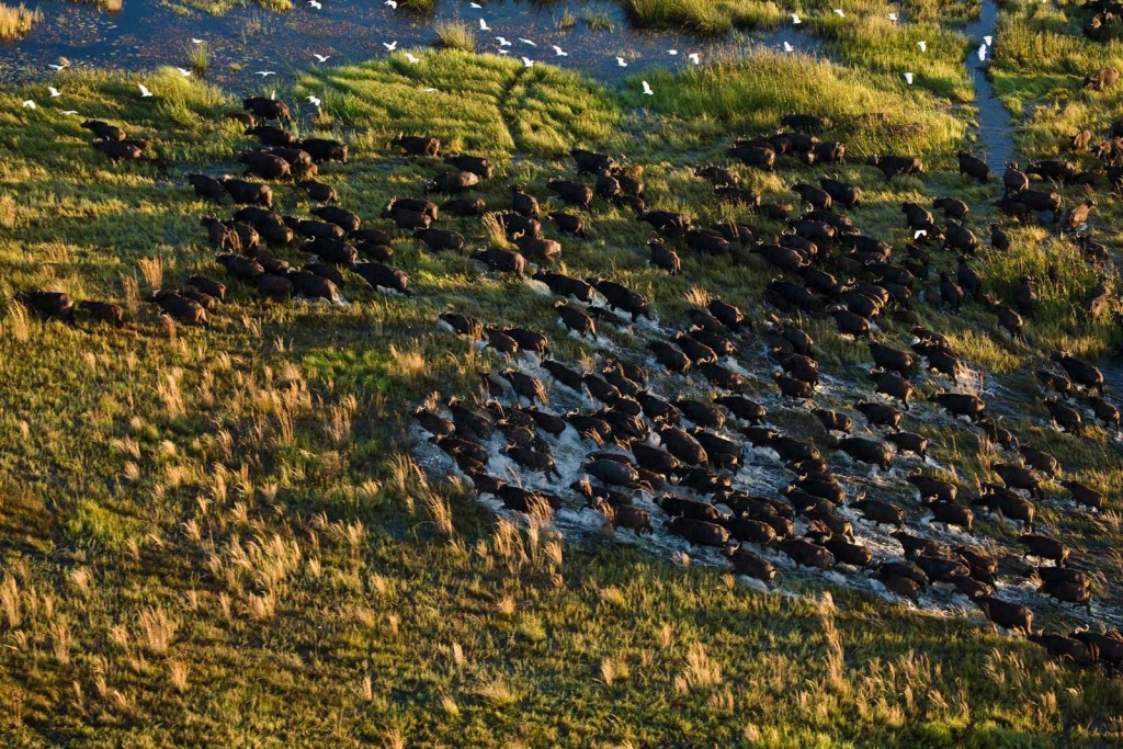 Duba Expedition Camp buffalo herd from above