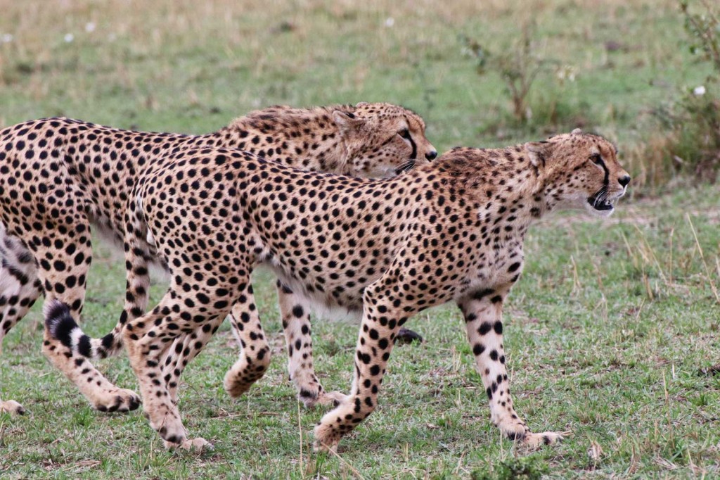 Five cheetah brothers kill a wildebeest in the Masai Mara © Nik Simpson